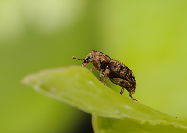 Açores inspiram nota técnica internacional da IUCN sobre Restauro Ecológico